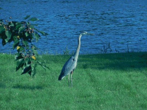 heron (slightly blue (despite correction) because i took the picture through a window again)