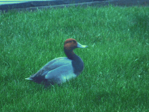blurry duck (it's a redhead duck though so i had to show y'all!!)