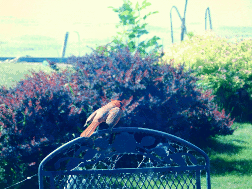 male cardinal on deck chair, peering over shoulder. looks like i put one of them instagram filters over it because i took it through a window again (now edited for contrast but still bluish)