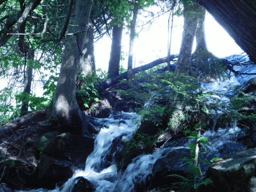 small chaotic waterfall meandering between trees, background washed out