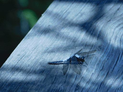 black and white dragonfly on wood of railing