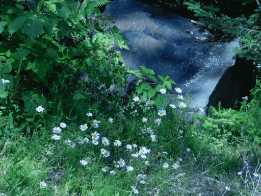 patch of daisies and rock