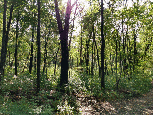 sunlight filtering through the trees, lens flare