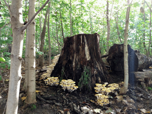 whole bunch of flat-topped yellowish mushrooms around a stump!