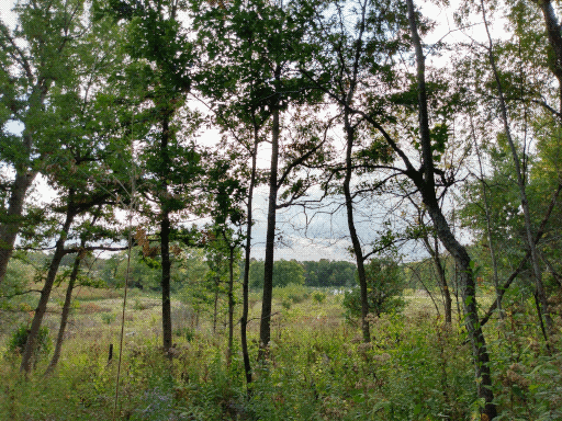 prairie overlook interrupted by thin trees, more woods undergrowth visible in foreground