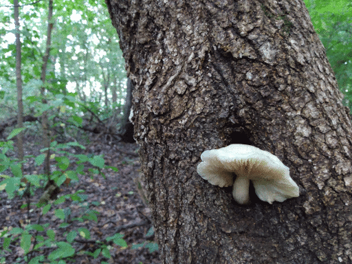 adorable lone frilly mushroom in a hollow in a tree
