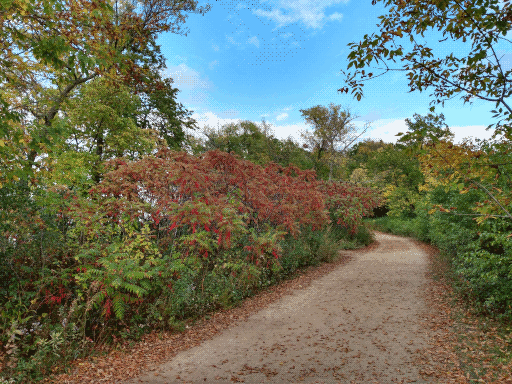path under a vibrant blue sky, red sumac to the left