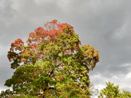 brightly lit autumnal maple (?) against cloudy backdrop
