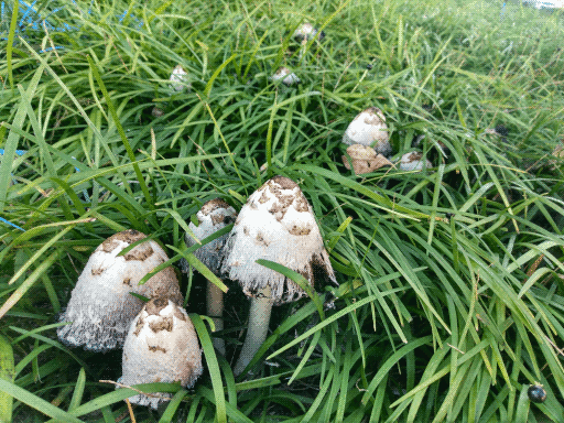 some fun lookin mushrooms in the grass on the roadside