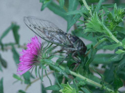 cicada 1: out of focus, perching on a light purple flower, uh i think it's an aster