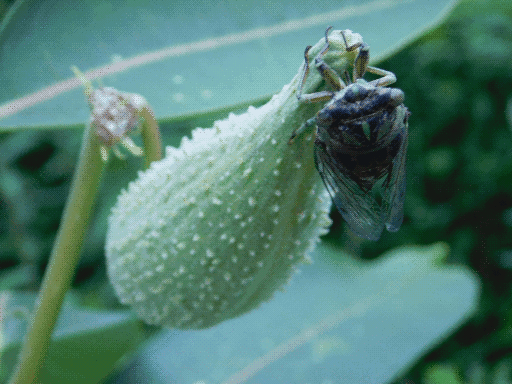 cicada 2: more in focus now, perched upside down and inclined toward camera on milkweed seed pod