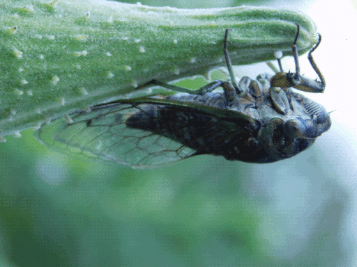 cicada 3: definitely in focus, very close-up side view, again perched on the milkweed pod
