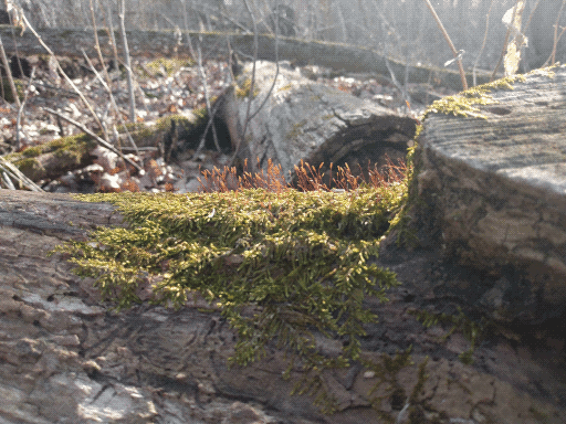 too-distant shot of some sporophyte-bearing moss on a log, the sporophytes tending orange.