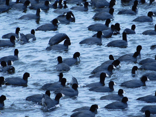 dense shot of american coots on the lake. there are at least 68 birds in this picture