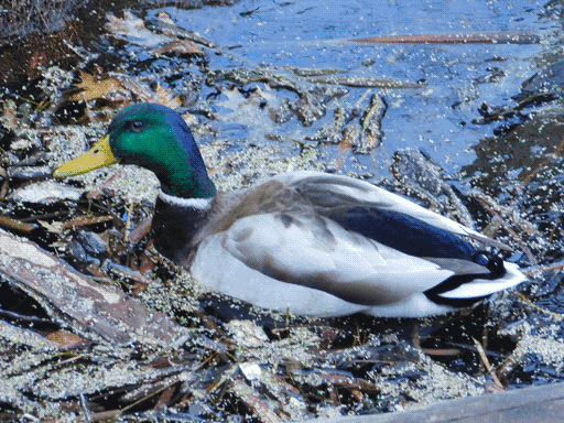 near profile of male mallard in water dense with debris and a scattering of duckweed
