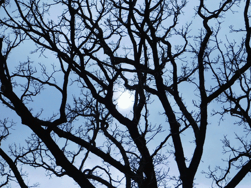 silhouette of an old tree's branches, a crook in the center framing the cloud-damped sun