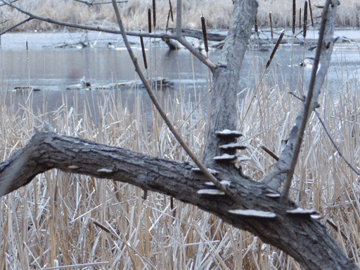 forked tree, trunk leaning at about 20 degrees above horizontal. there are shelf fungi around the fork. in distant foreground there are cattails and behind, more of the marsh