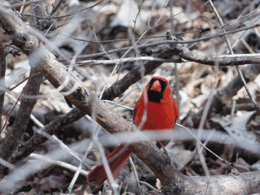 cardinal perching among the branches and brush near the ground, head cocked at camera