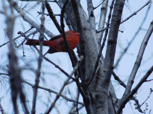 shot of a perching cardinal in a bare treetop from below