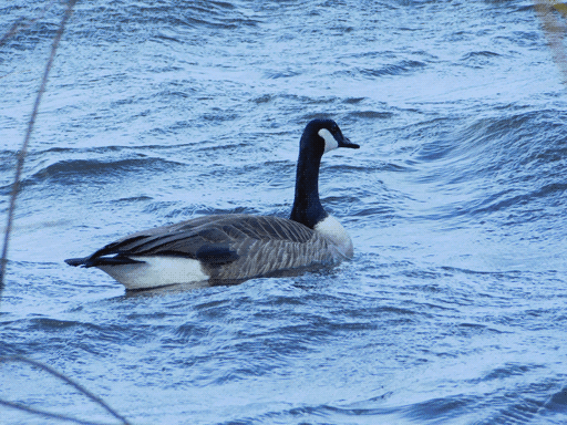 canada goose staring out of frame on the wind-mottled lake