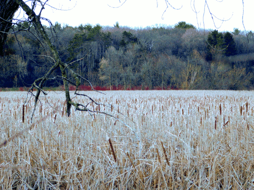 view over a marsh. entire bottom of frame is cattail, the bottom two thirds of the top half is bare woodland. the sky is blinding white because i'm bad at this. there is some red from dogwood bushes in the middle of the dividing line. a gnarled branch juts into the left third of the frame and the top of the frame is interrupted by some thinner branches.