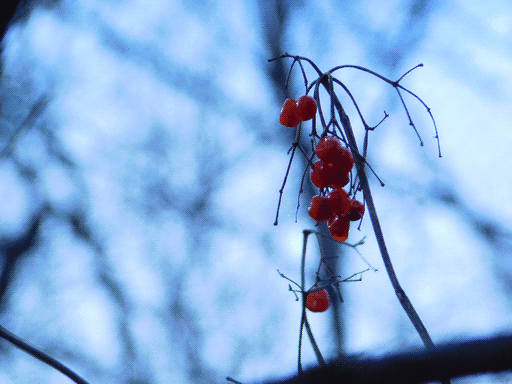 a branch holding red berries in an otherwise bare woodland, the background in soft focus.