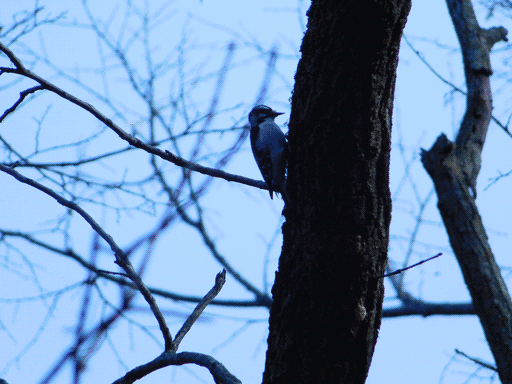 either a downy or hairy woodpecker at distance, perched on a trunk. some soft focus.