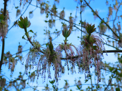 Four boxelder maple flowers crowned with new leaves. soft focus with many other flowering branches chaotically arranged in background