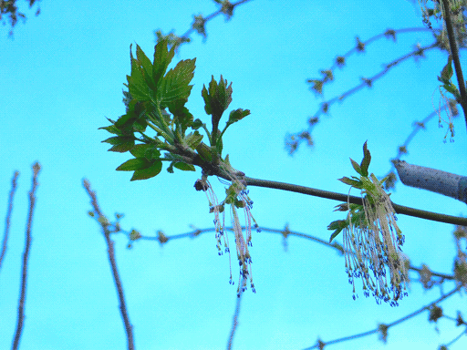 boxelder maple branch extending from right of frame with two flowers, capped with well-developed new leaves. several snaking branches with more flowers in backdrop