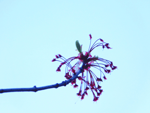 a single red maple flower backed by sky, out of focus