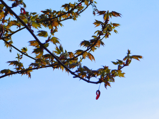 new leaves on branches of a maple tree with sun filtering through. leaves are shades of green through orange. a single red helicopter seed hangs at the bottom of a branch, out of focus.