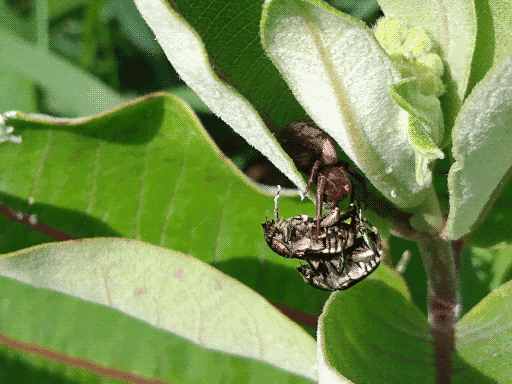 two iridescent beetles mating on a milkweed plant while a brown spider their size menaces them. old picture.