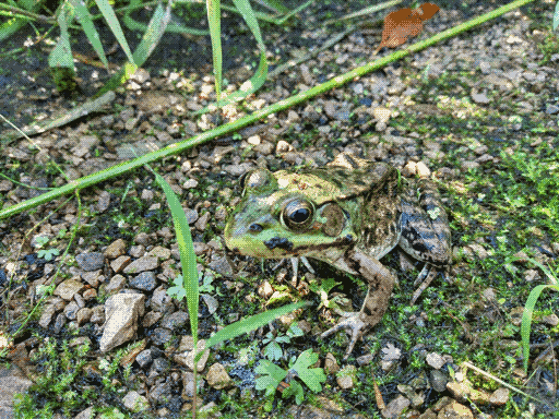 rather large leopard frog, camouflaging annoying well with the grey pebbles and green moss of the path. focal plane is on frog midsection, whoops. there were hundreds of frogs on this path but this is the only one who would sit still