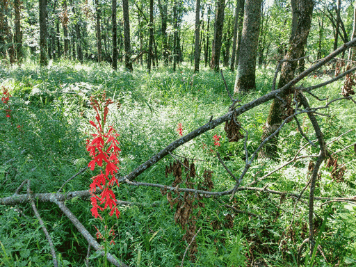 pretty nondescript picture of a sunlit forest, tree line two thirds up the picture, a large branch streching diagonally bottom left to top right. in the bottom left pops out a tall flower with several clusters of five long red petals research has indicated is a 'scarlet lobelia'.