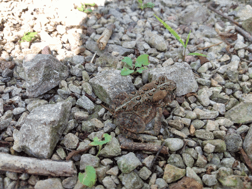 another amphibian on the path- this time a medium sized, brown american toad