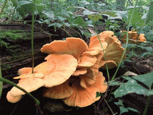 vibrant wavy orange, absolutely massive shelf fungus in bottom half of frame, growing on the side a log, interspersed with young leafy plants.