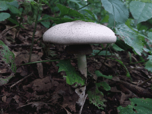 single, well-formed mushroom growing among the leaf litter and live leaves. has a shallow, curved, speckled white cap, and a sturdy (but relatively thin), tall stem meeting the base at a fairly wide skirt.