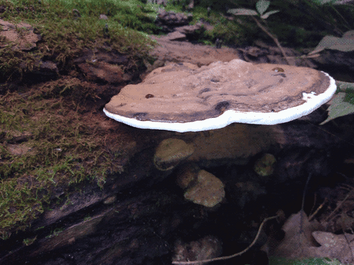 single old-looking shelf fungus with dull brown, subtly ringed top and a thick white edge. it has two drops of what appears to be sap on it. it is growing out of a very decayed mossy log where moss and log alive appear to be covered in rusty brown powder- probably spores?
