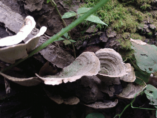paper-thin, ringed pale grey shelf fungus on bough extending from bottom left to above focal plane in top left. single woodlouse visible on bark above the bough. there's some moss and other plants too i guess.
