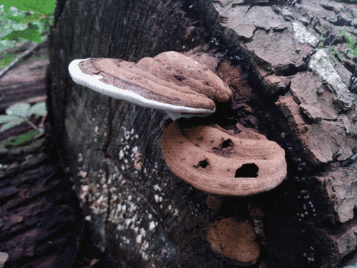 three thick, lumpy yet smooth shelf fungi, light brown, in a column on the cut side of a sawed log. the largest and top has a thick white edge and prominent ringed patterning. the middle has no white edge and less prominent rings and also appears to be caving in from the inside in a few small sections (the top is too but less so). the bottom one is a little nub. log surface is speckled with white and tan fungus
