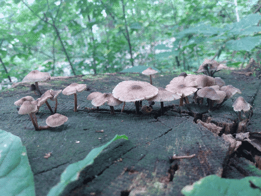 top face of a tree stump backed by woodland, pale brown mushrooms growing around a long crack in its surface. they have thin stems and wide, disc caps with darker centers. a few caps are sagging.