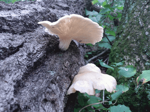 right half of image is very sharply textured gray bark. growing from it are two floppy mushrooms, the latter visible from underneath- its fine gills run continuously from stalk to cap, and some light is visible through the cap where gills aren't. two ants are climbing on it.