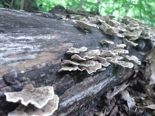 fairly undecayed log extending from foreground on left to background on right, covered with small, wavy, subtly ringed shelf fungi. thin strip of woods background visible on top.