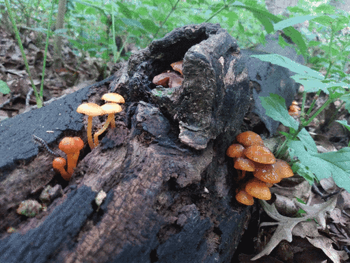 medium-width log extending from bottom left towards top right background, with three clusters of orange mushrooms (one in a hollow knob on top of the log). two milipedes are present near the left cluster. to the right and background are very young green saplings with wide leaves.