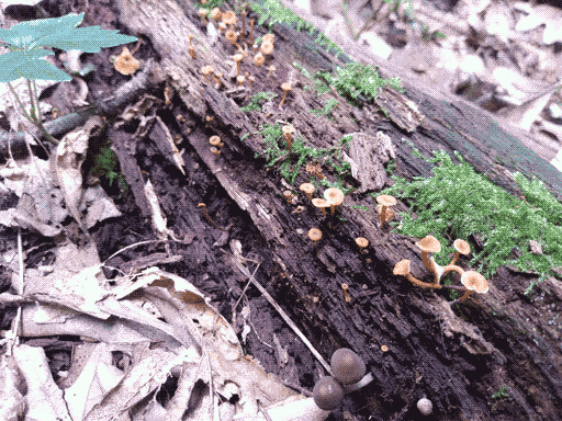 wide, fairly decayed log extending from bottom right to middle top, covered in moss and a smattering of tiny mushrooms- long-stemmed round-capped orange ones- one of which is growing in a cluster with twisty stems- and a few larger, dark grey-brown round-capped ones to the bottom