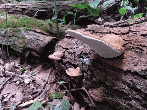 mossy log on right- hosting one large shelf fungus above and three small below- pale brown on their tops, and visibly white on the bottom of the large one.