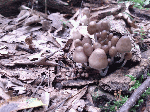 cluster of pale brown mushrooms with slightly elongated, round tubular caps and glossy, short white stems. some moss and very tiny orange-tan, long-stemmed mushrooms in bottom right.
