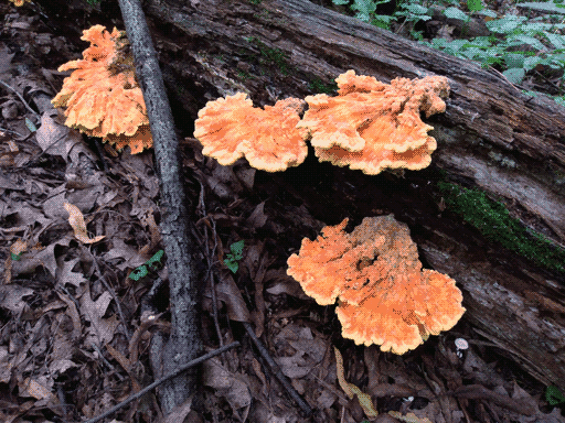 vibrant gnarled orange shelf fungus, four groups, on log extending from top left to bottom right.