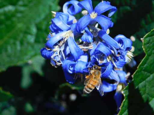 bluebell cluster just right of center of the image, a honeybee perched on its bottom.