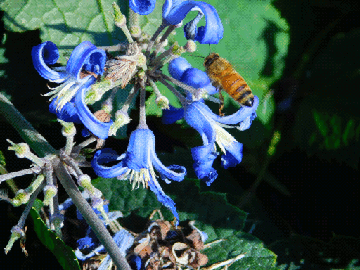 close up bluebells in top left, widely spaced around the central plant, more stem in bottom left. a honeybee hovers to the right of the flowers.